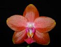 Phal. Shenandoah Fire 'Brennan's Orchids' AMAOS